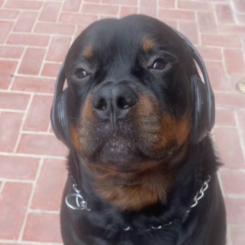 Bjorn