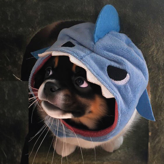 SHORKDOG