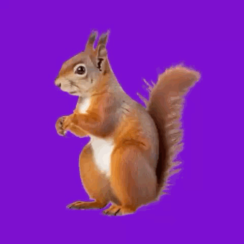 🐿️