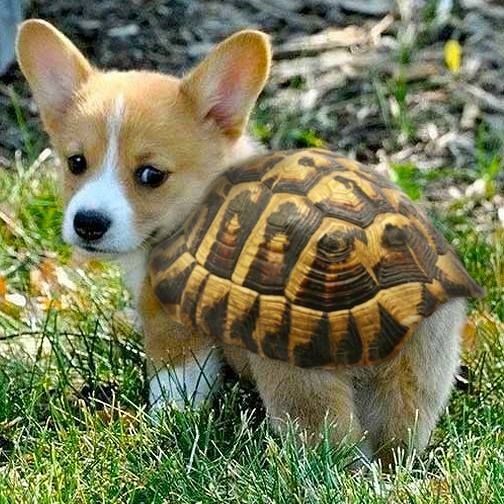TURTLE