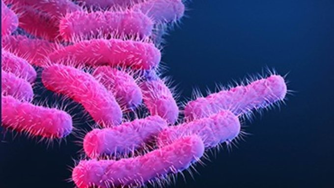 shigella