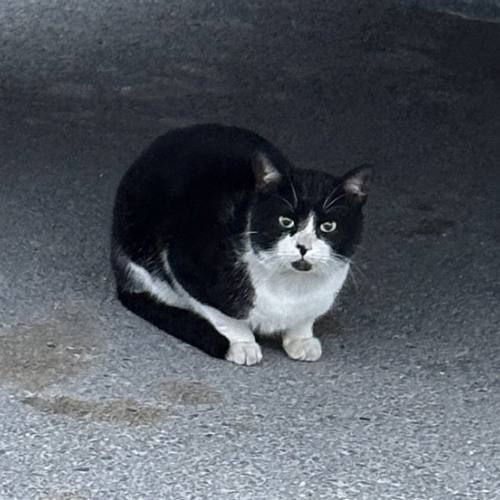 Scat