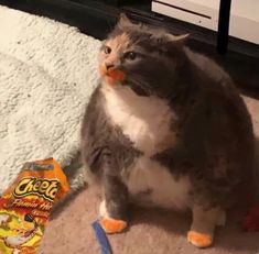 CHEETO
