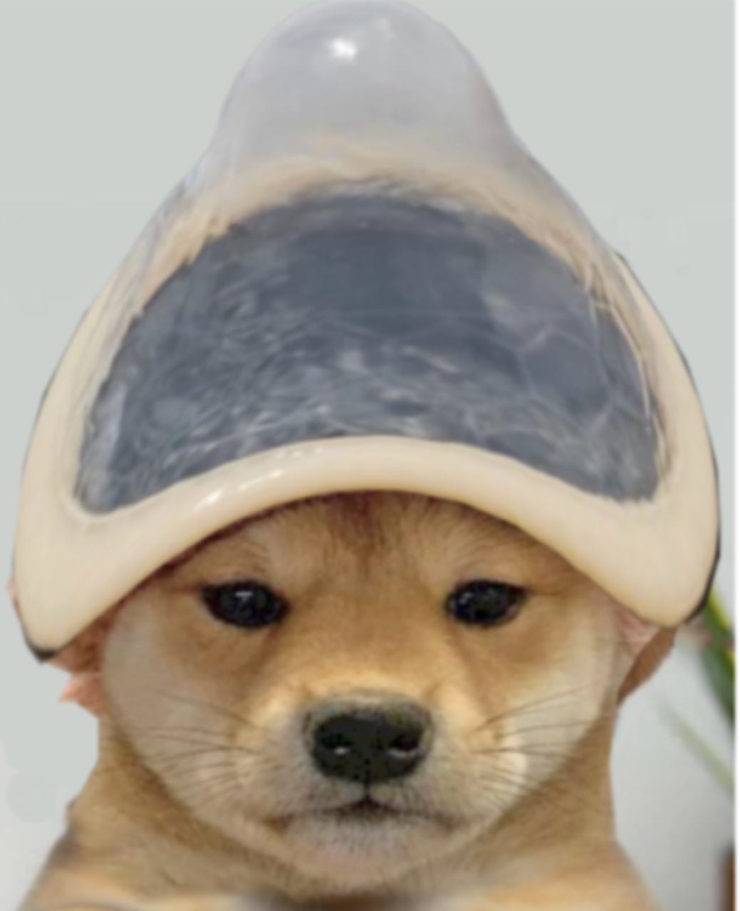 wifdom