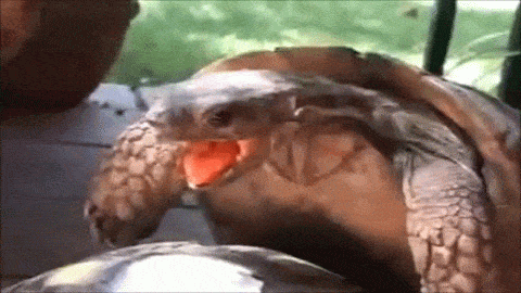 SLIPPY