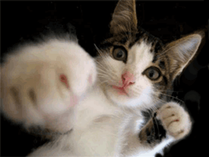 CATYSON