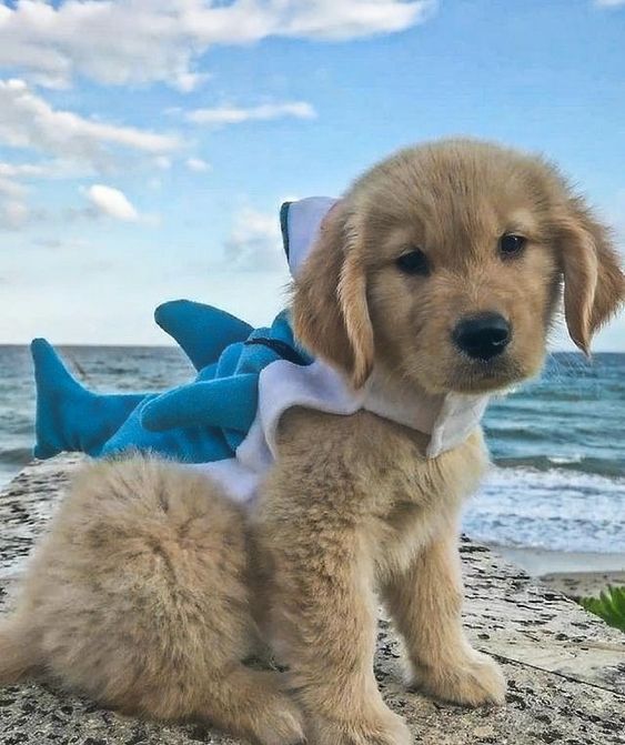 SHARKY