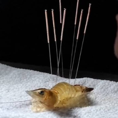 Shrimp