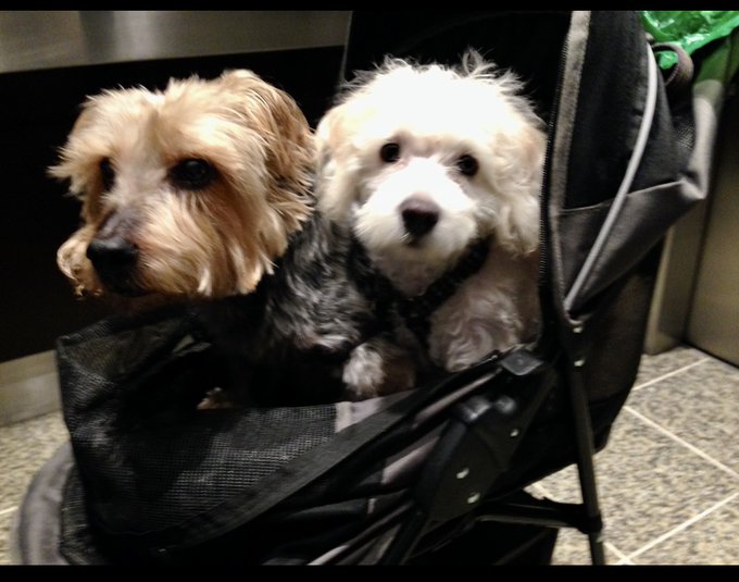 MAYES DOGS