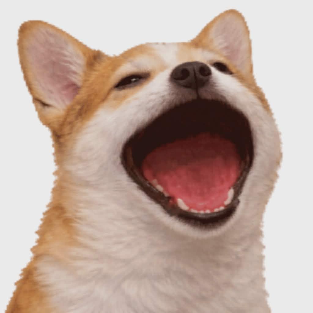 POPDOG