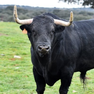 BULL