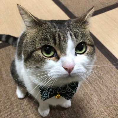 Kotaro