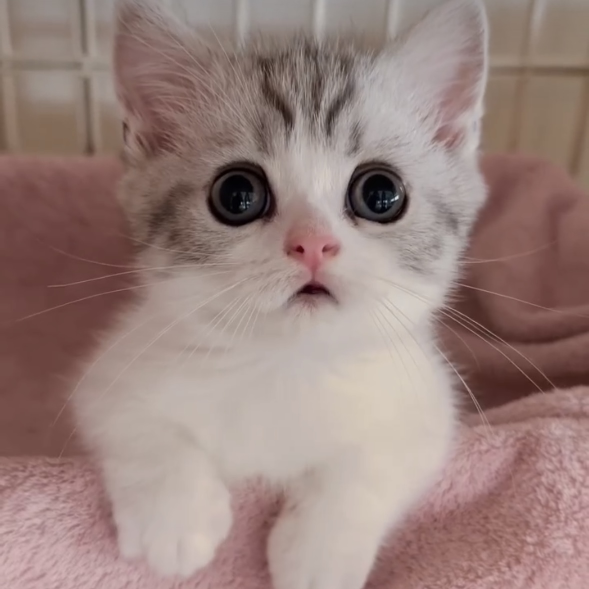 Lupi