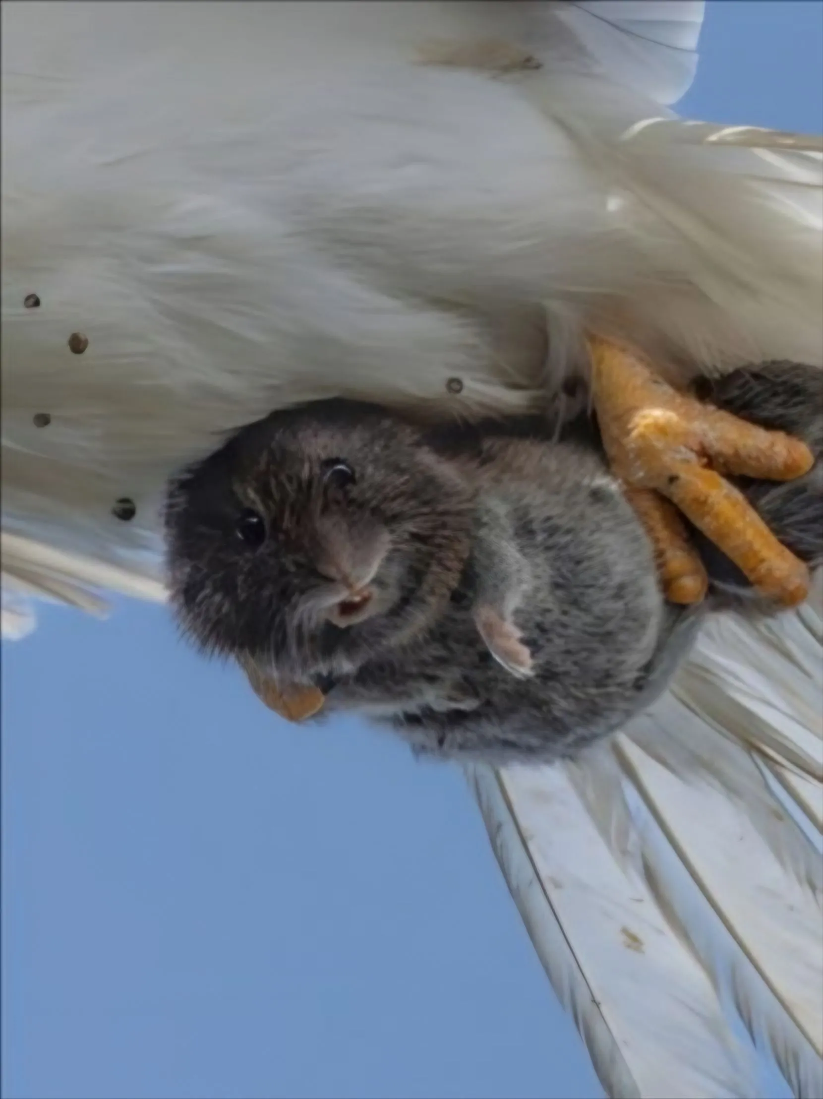 This Vole Will Fly logo
