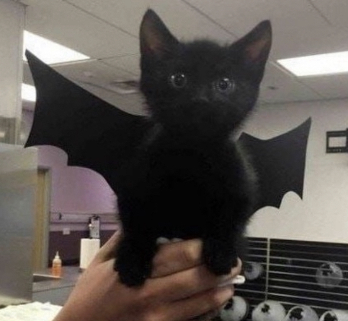 catbat