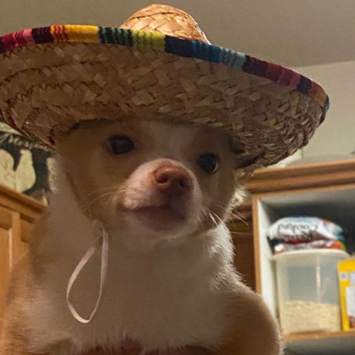 mexxi