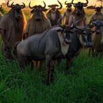 FAKEGNUS