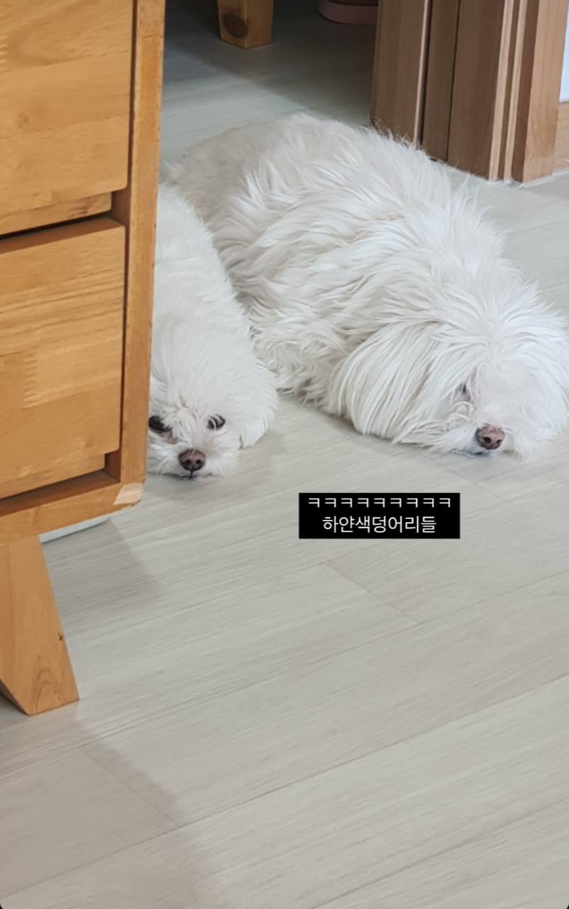 MALTESE