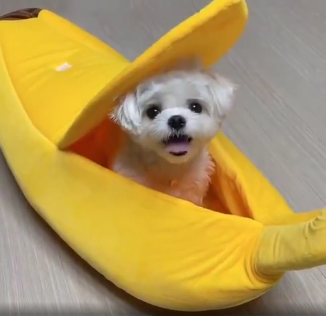 BDOG