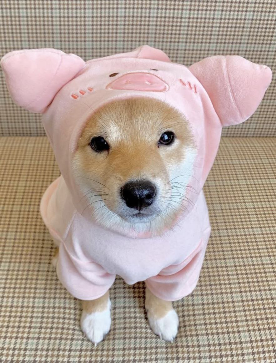 Pigdog