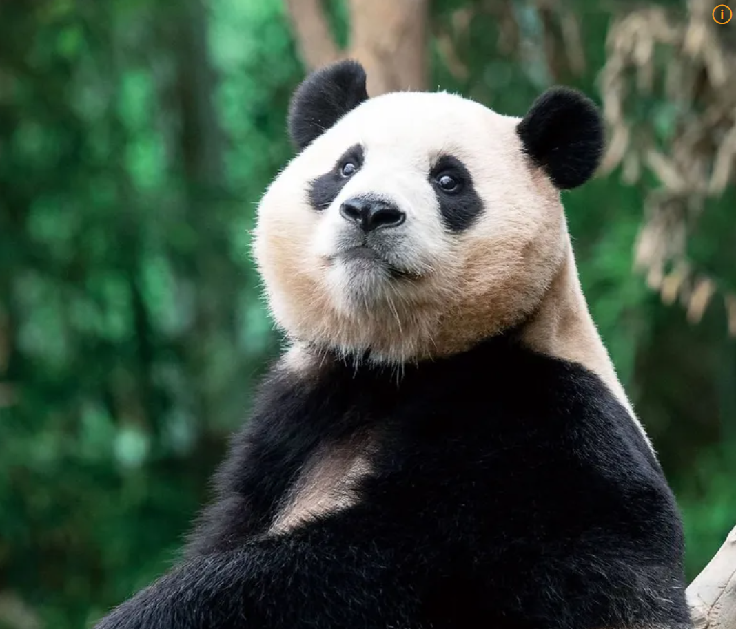 PAN