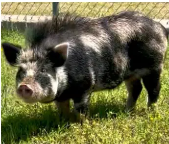 PIG SCHOOL ROBBERY logo