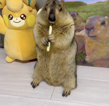 Dr.Marmot