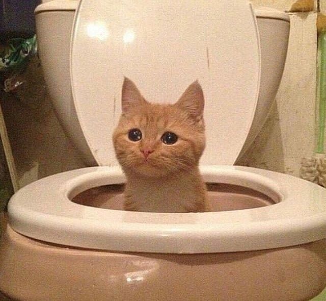 POOPCAT