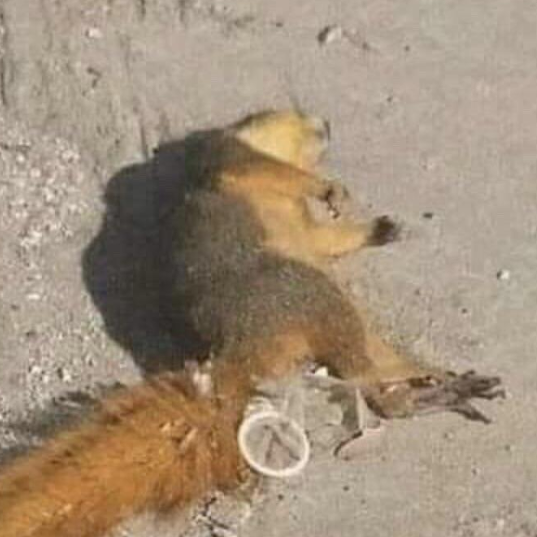 CONDOM