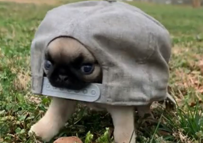 capdog