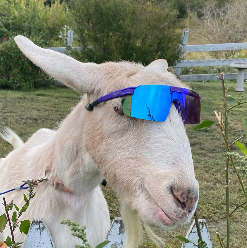MOGGOAT