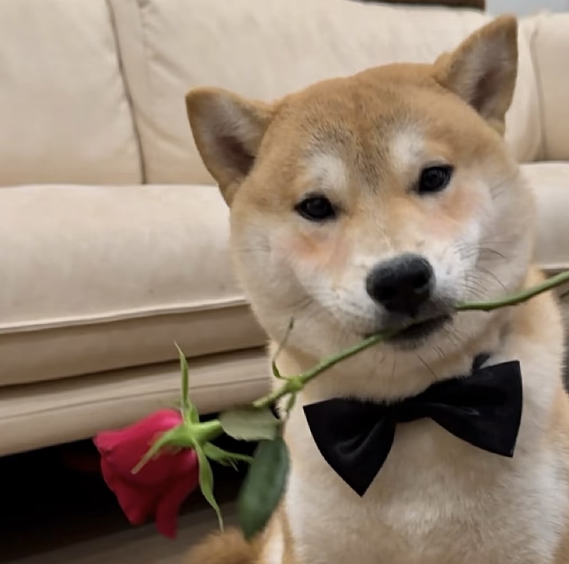 Single dog