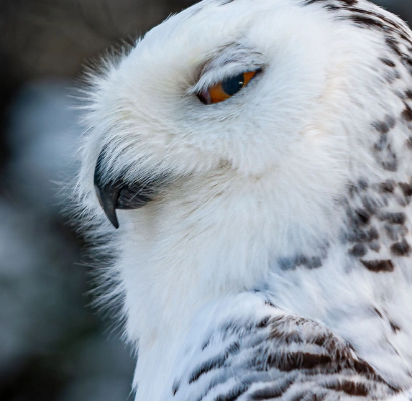SUPERBOWL