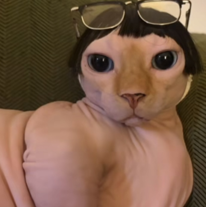 catz