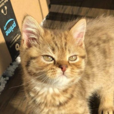 cat
