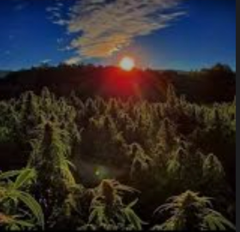 CBD