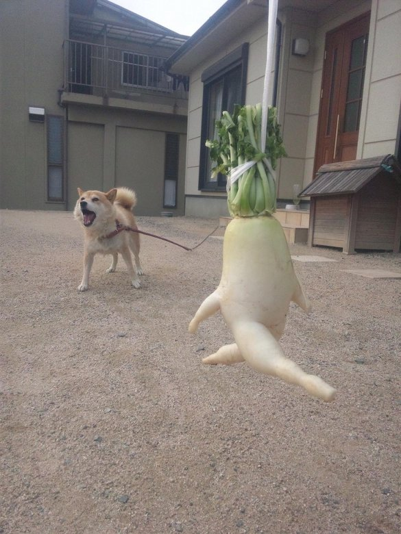 Daikon