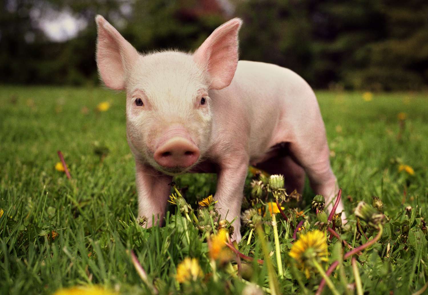 PIG