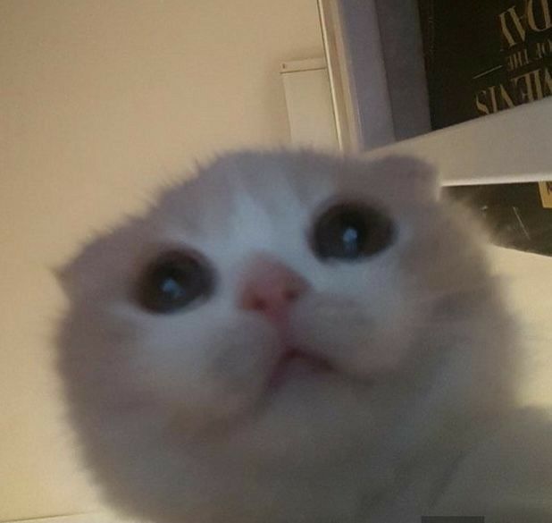 Grrr
