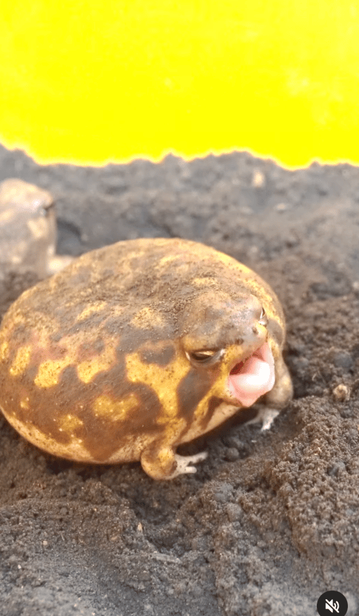 パンパ