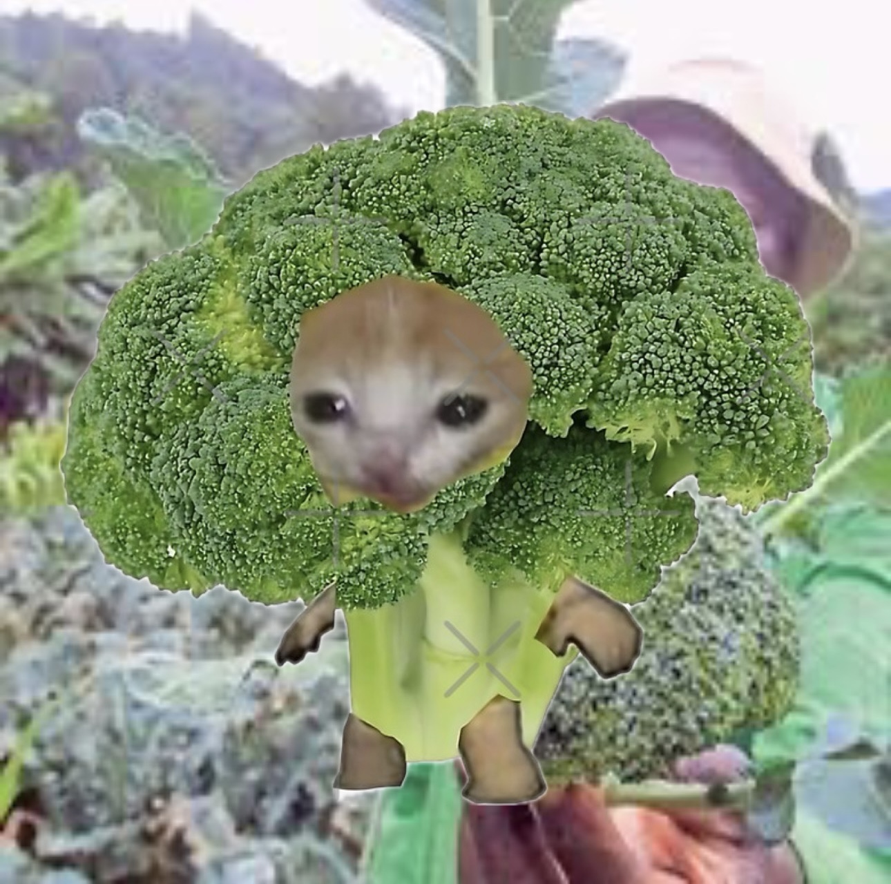 Broccocat