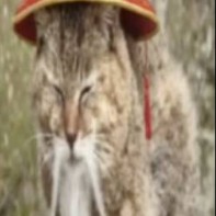 CatTzu