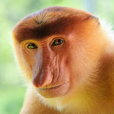 dicknose