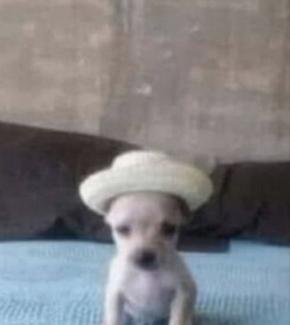 amigo
