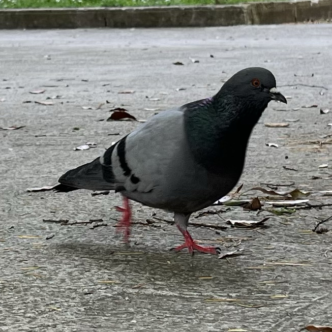 PIGN