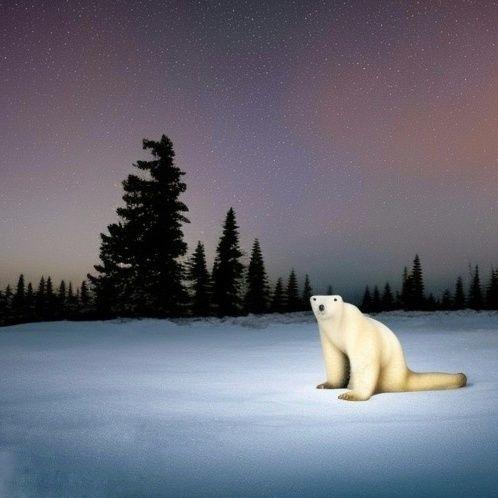 PolarBear
