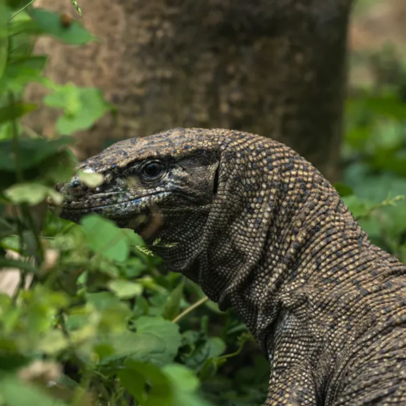 Lizard
