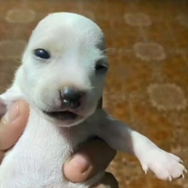 Perrito