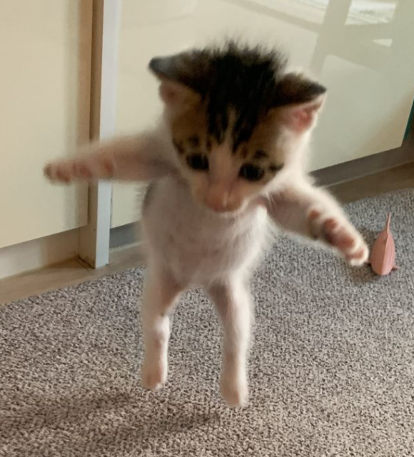 JIJI