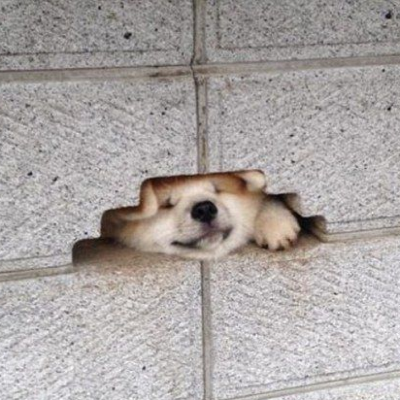 lockinDOG